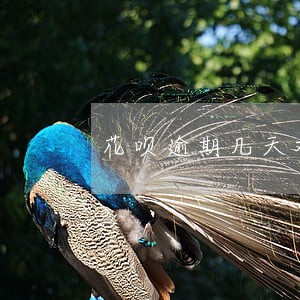 花呗逾期几天对以后买房有影响吗 花呗逾期几天对以后买房有影响吗