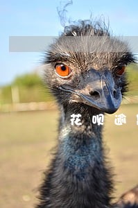 花呗逾期几天就会拉入黑名单 花呗逾期几天就会拉入黑名单