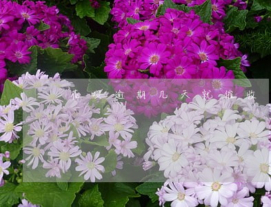 花呗逾期几天就催收 花呗逾期几天就催收