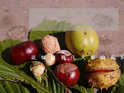 花呗逾期几天影响买房么 花呗逾期几天影响买房么