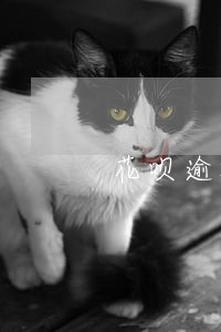 花呗逾期几天影响信用记录