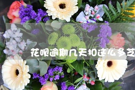 花呗逾期几天扣这么多芝麻分 花呗逾期几天扣这么多芝麻分
