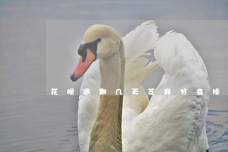 花呗逾期几天芝麻分会掉吗 花呗逾期几天芝麻分会掉吗