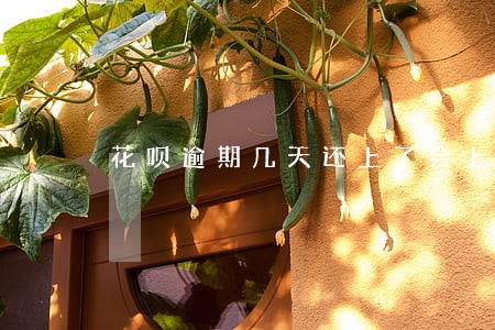 花呗逾期几天还上了会上征信吗 花呗逾期几天还上了会上征信吗