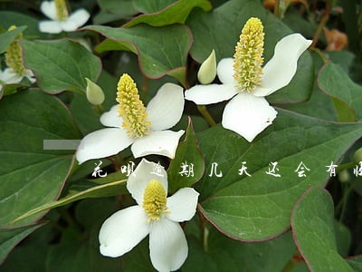 花呗逾期几天还会有临时额度吗 花呗逾期几天还会有临时额度吗