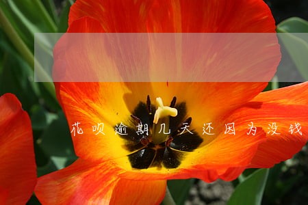 花呗逾期几天还因为没钱没事吧 花呗逾期几天还因为没钱没事吧