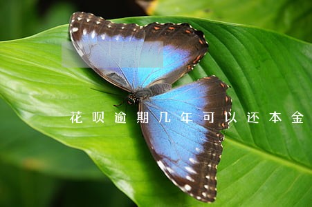 花呗逾期几年可以还本金吗 花呗逾期几年可以还本金吗