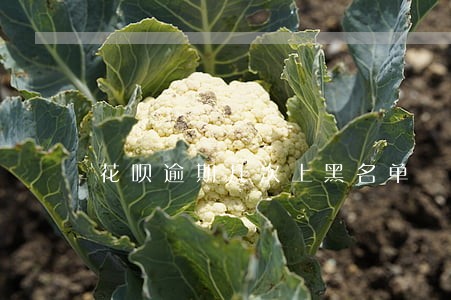 花呗逾期几次上黑名单 花呗逾期几次上黑名单
