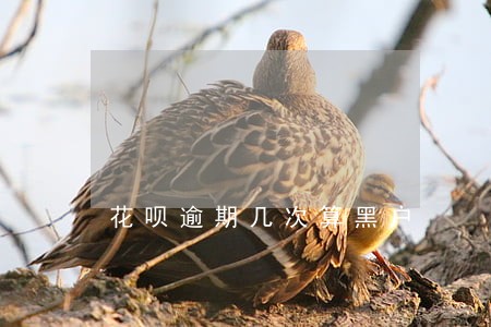 花呗逾期几次算黑户 花呗逾期几次算黑户