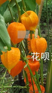 花呗逾期几百会上征信吗