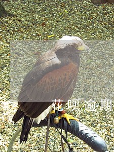花呗逾期几百块后果 花呗逾期几百块后果