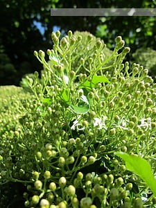 花呗逾期几百块影响买车按揭吗 花呗逾期几百块影响买车按揭吗