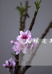 花呗逾期几百块钱多久打电话 花呗逾期几百块钱多久打电话