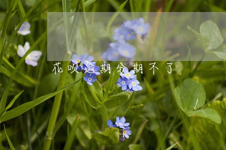 花呗逾期分期不了 花呗逾期分期不了
