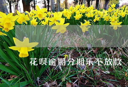 花呗逾期分期乐不放款 花呗逾期分期乐不放款