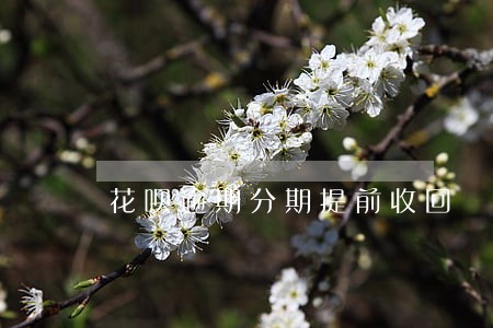 花呗逾期分期提前收回 花呗逾期分期提前收回
