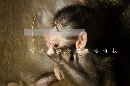 花呗逾期分期电话催款 花呗逾期分期电话催款