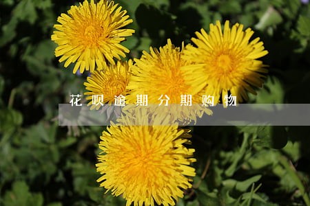 花呗逾期分期购物 花呗逾期分期购物