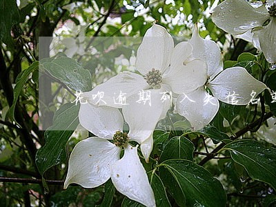 花呗逾期列入失信名单怎么办 花呗逾期列入失信名单怎么办