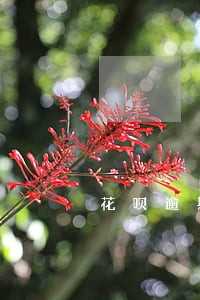 花呗逾期判刑吗 花呗逾期判刑吗