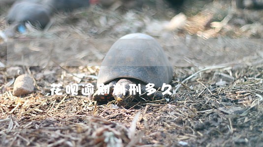 花呗逾期判刑多久