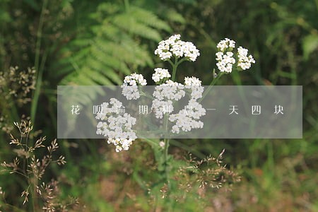 花呗逾期利息一天四块 花呗逾期利息一天四块