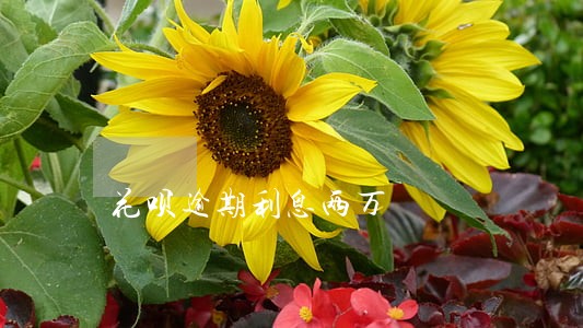 花呗逾期利息两万 花呗逾期利息两万