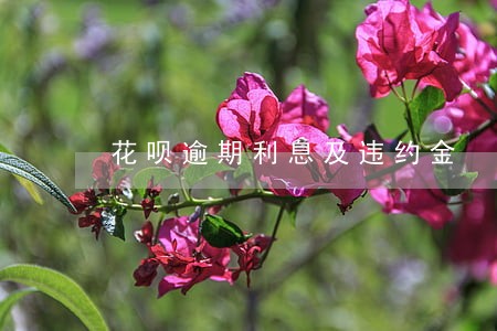 花呗逾期利息及违约金 花呗逾期利息及违约金