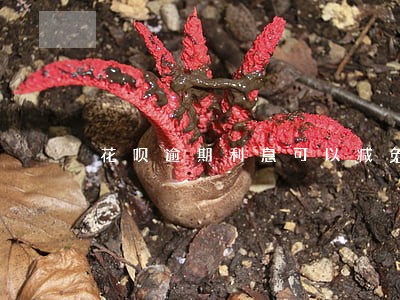 花呗逾期利息可以减免吗 花呗逾期利息可以减免吗