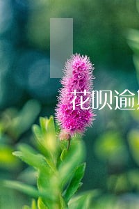 花呗逾期利息和罚金合理吗