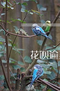 花呗逾期利息截图 花呗逾期利息截图