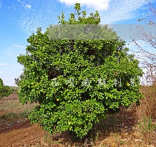 花呗逾期利息按天还是按月 花呗逾期利息按天还是按月
