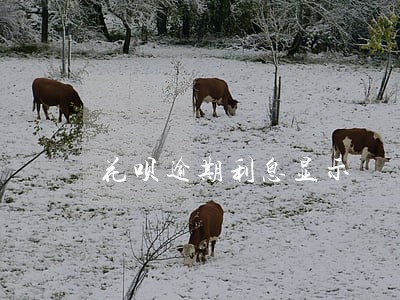 花呗逾期利息显示