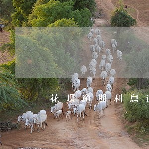 花呗逾期利息计算器