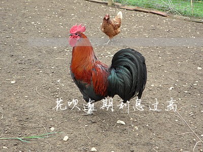花呗逾期利息过高 花呗逾期利息过高