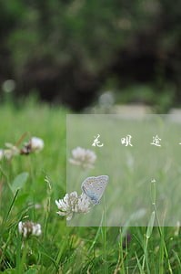 花呗逾期利息飞涨