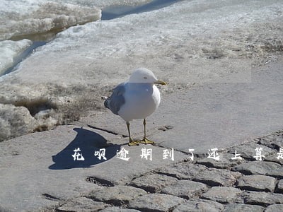花呗逾期到了还上算是黑户吗 花呗逾期到了还上算是黑户吗