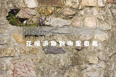 花呗逾期到哪里查看 花呗逾期到哪里查看