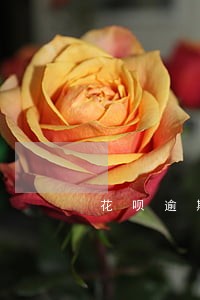 花呗逾期到底会上征信报告 花呗逾期到底会上征信报告