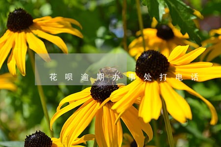 花呗逾期办事处打电话 花呗逾期办事处打电话