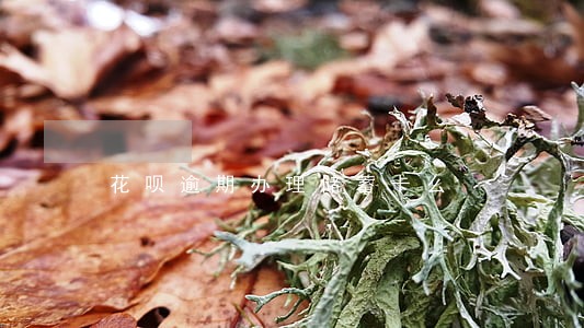 花呗逾期办理储蓄卡么 花呗逾期办理储蓄卡么