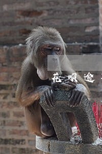 花呗逾期功能关闭在哪还清 花呗逾期功能关闭在哪还清