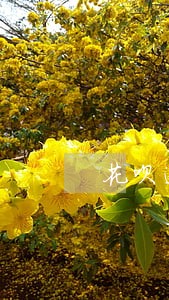 花呗逾期十二天会影响征信吗 花呗逾期十二天会影响征信吗
