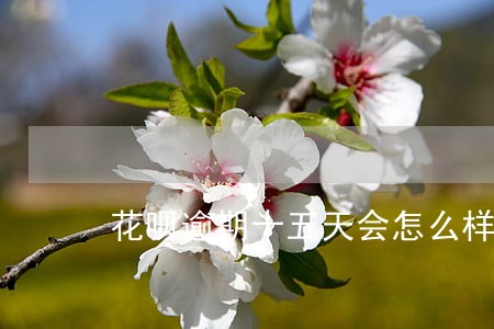 花呗逾期十五天会怎么样 花呗逾期十五天会怎么样