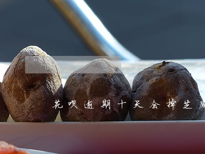 花呗逾期十天会掉芝麻分吗 花呗逾期十天会掉芝麻分吗