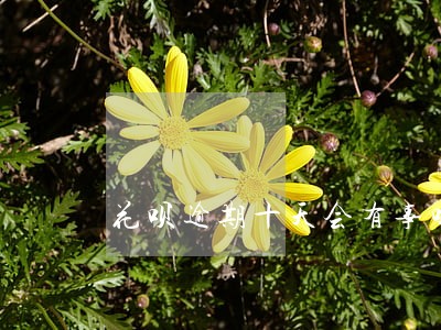 花呗逾期十天会有事吗 花呗逾期十天会有事吗