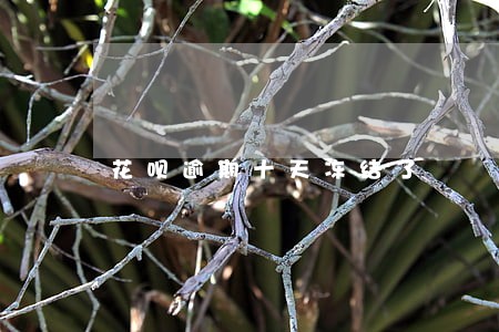 花呗逾期十天冻结了 花呗逾期十天冻结了