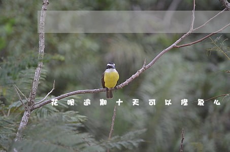 花呗逾期十天可以修复么 花呗逾期十天可以修复么