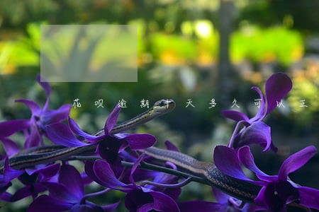 花呗逾期十天多久可以正常使用 花呗逾期十天多久可以正常使用