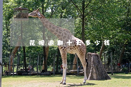 花呗逾期十天多少钱 花呗逾期十天多少钱